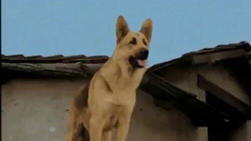 Rin Tin Tin and the Raging River Rin Tin Tin and the Raging River
