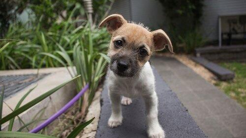 Dogs: The Early Years Dogs: The Early Years