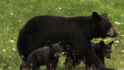 Bears of the Last Frontier: The Road North Bears of the Last Frontier: The Road North