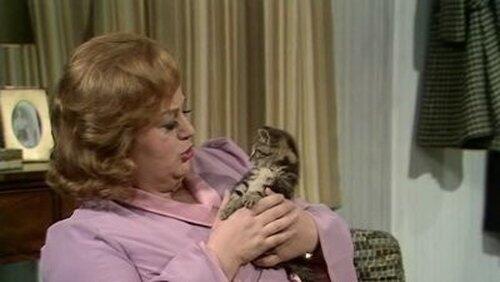 Cat Cat