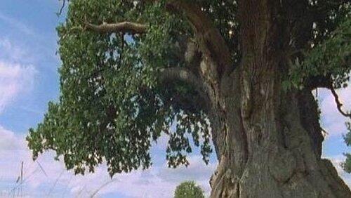 The Millennium Oak The Millennium Oak
