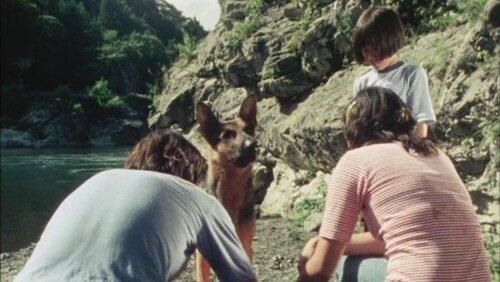 Clever Dog, Run Back to Dad! Clever Dog, Run Back to Dad!