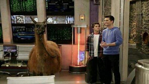 Llama Drama Llama Drama