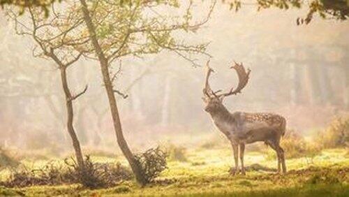 Forests Forests