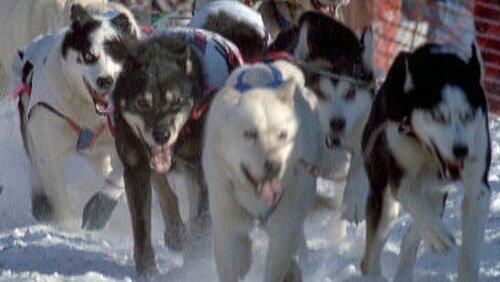 Sled Dogs: An Alaskan Epic Sled Dogs: An Alaskan Epic