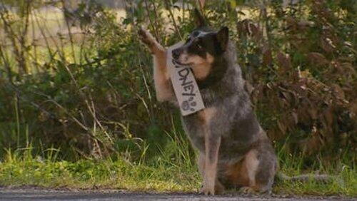 Dog Days Dog Days