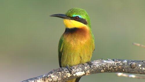 Shake Your Tail Feathers! Shake Your Tail Feathers!