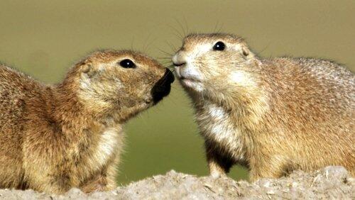 Prairie Dogs - Talk of the Town Prairie Dogs - Talk of the Town