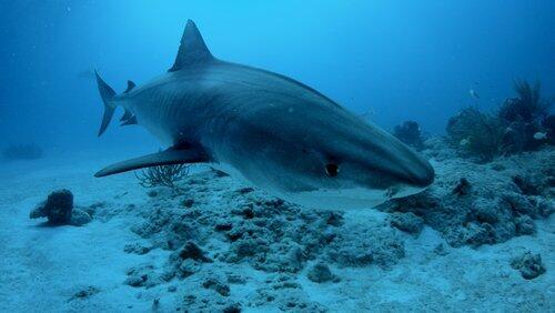 Bahamas Shark Lab Bahamas Shark Lab