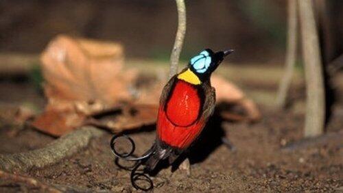 Birds of Paradise Birds of Paradise