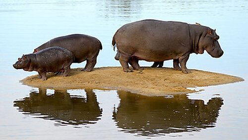 Hippo Beach Hippo Beach