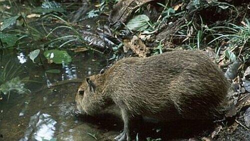 Capybara: Swamp Hogs Capybara: Swamp Hogs