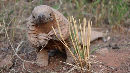 World's Most Wanted Animals World's Most Wanted Animals