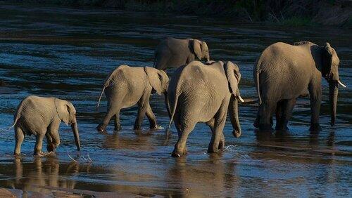 Elephants of the Sand River Elephants of the Sand River