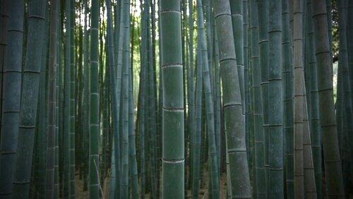 Bamboo Culture: New Life in Spring Enriches the Ancient Capital Bamboo Culture: New Life in Spring Enriches the Ancient Capital