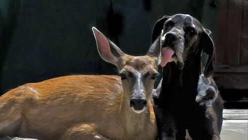 Animal Odd Couples Animal Odd Couples