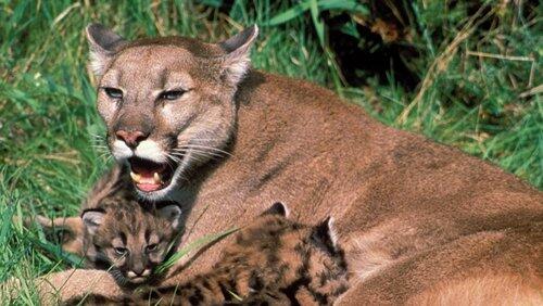 Trail of the Cougar