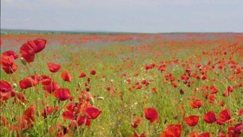 Romania Romania