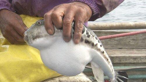 Blowfish - A secret taste from the deep Blowfish - A secret taste from the deep