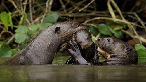 Giant Otters of the Amazon Giant Otters of the Amazon