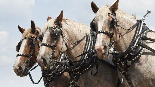 Horses Horses