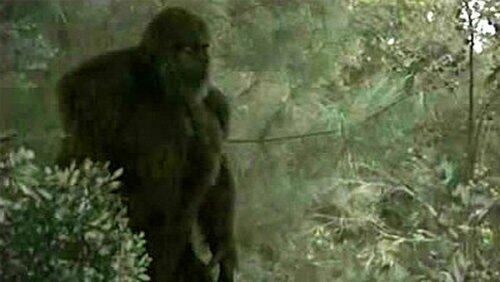 Sasquatch Attack II Sasquatch Attack II
