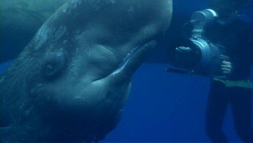 Ocean Giants: Part Two - Deep Thinkers Ocean Giants: Part Two - Deep Thinkers