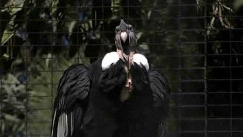 Birdzilla Birdzilla