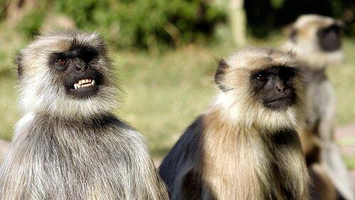 Monkey Warriors Monkey Warriors