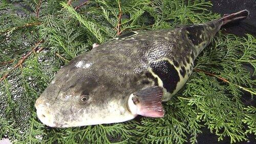 FUGU FUGU
