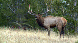 Wild and Wonderful Montana Wild and Wonderful Montana