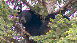Bear Country Bear Country