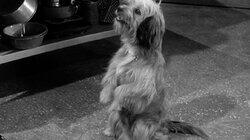 Betty Jo's Dog Betty Jo's Dog