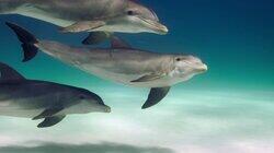 Dolphins Dolphins