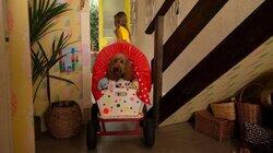 Waffle Tries To Be Still Waffle Tries To Be Still