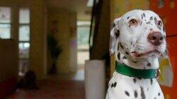 Waffle and the Good Dog