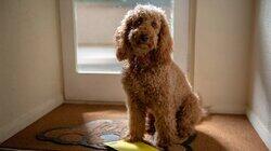 Waffle and the Birthday Wish Waffle and the Birthday Wish