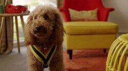 Waffle and Benji Waffle and Benji