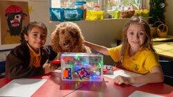 Waffle the Pupil Waffle the Pupil