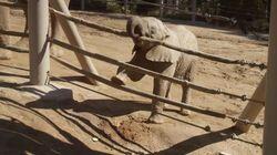 Mkhaya Discovers Her Trunk Mkhaya Discovers Her Trunk