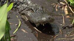 Mud Gator Attacks