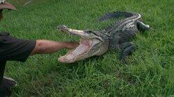 Mama Gator Mayhem