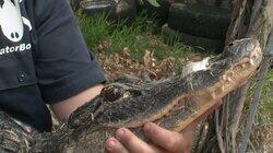 Alligator Rampage Alligator Rampage