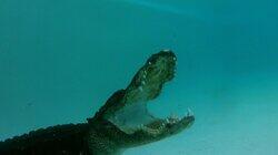Paint You Later, Alligator