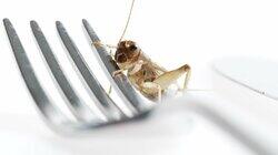 Edible Insects Edible Insects