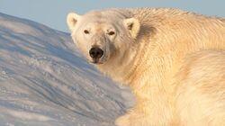 Svalbard Svalbard