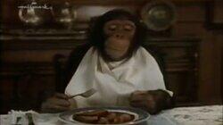 The Monkey Business Mystery The Monkey Business Mystery
