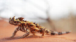 Aliens of the Outback Aliens of the Outback