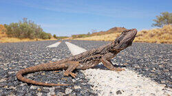 Urban Dragons Urban Dragons