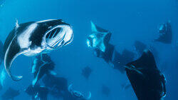 Manta Ray Tornado